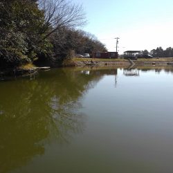 大安トラウトレイク 釣果